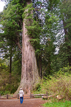visitor looking up at a redwood tree at Prairie Creek Redwoods state park