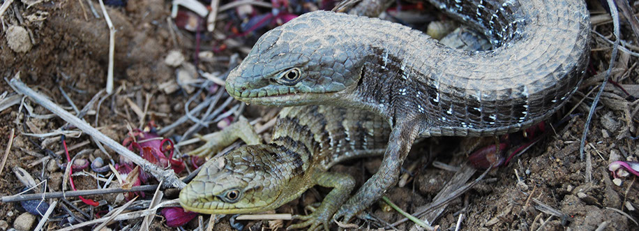 Alligator lizards mating&nbsp; Sacramento, California