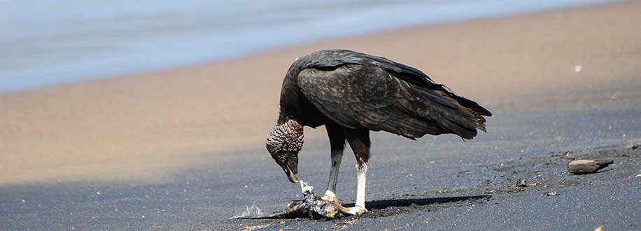 black vulture eating fish on beach near El Coco beach, Costa Rica