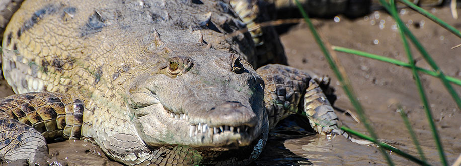 Crocodile Palo Verde National Park Tempisque River, Costa Rica 