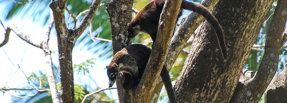 lemurs in tree, Costa Rica