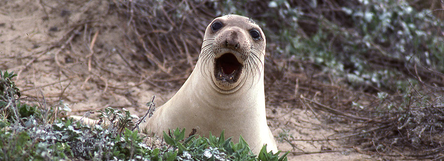 elephant seal pup at Ano Nuevo state park, california coast