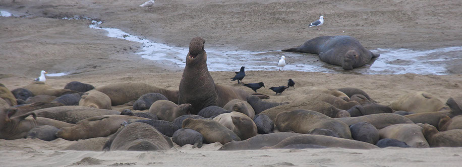 Elephant seals Piedras Blancas State Marine Reserve, California