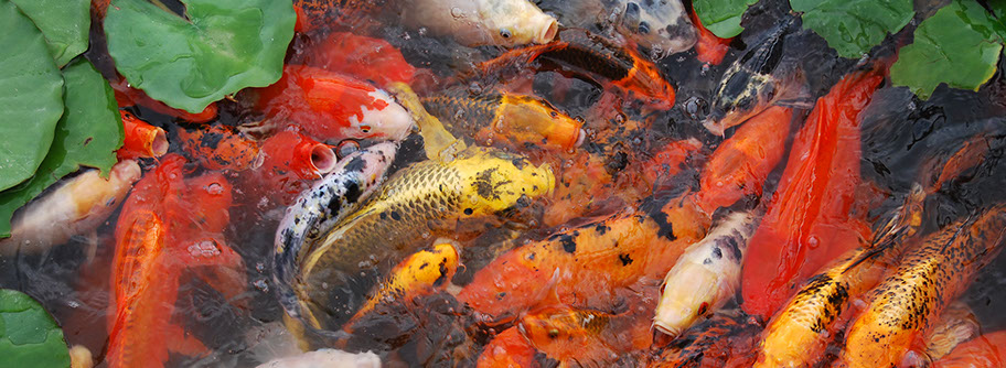Koi pond Salt Lake City, Utah