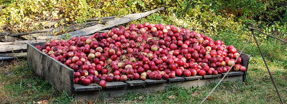 Apple harvest at Old Sturbridge Village Sturbridge, Massachusettss